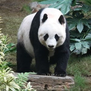 Meet your Posher, Panda